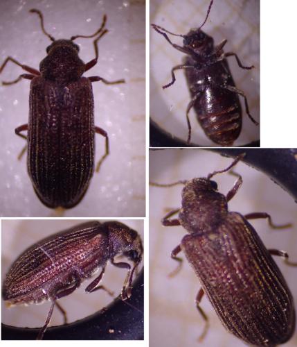 Réf. 353 089 : Grynobius planus